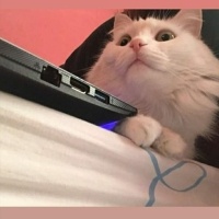 Ankara Kedisi, Kedi  Bihter fotoğrafı