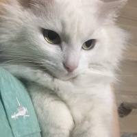 Ankara Kedisi, Kedi  Bihter fotoğrafı