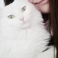 Ankara Kedisi, Kedi  Bihter fotoğrafı