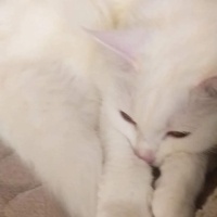 Ankara Kedisi, Kedi  Bihter fotoğrafı