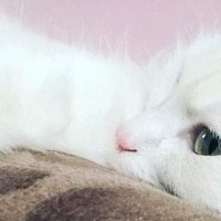 Ankara Kedisi, Kedi  Bihter fotoğrafı