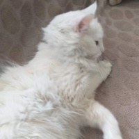 Ankara Kedisi, Kedi  Bihter fotoğrafı