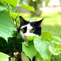 Tuxedo (Smokin) Kedi, Kedi  Mırıl fotoğrafı
