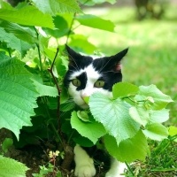 Tuxedo (Smokin) Kedi, Kedi  Mırıl fotoğrafı