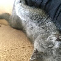 Scottish Fold, Kedi  Çakıl fotoğrafı