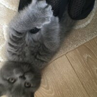 Scottish Fold, Kedi  Çakıl fotoğrafı