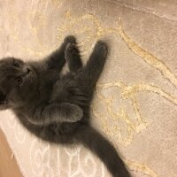 Scottish Fold, Kedi  Çakıl fotoğrafı