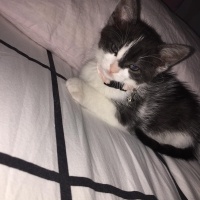 Tekir Kedi, Kedi  Mia fotoğrafı