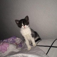 Tekir Kedi, Kedi  Mia fotoğrafı