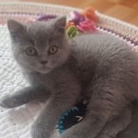 British Shorthair, Kedi  mİa fotoğrafı