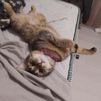 Tekir Kedi, Kedi  Melodi fotoğrafı