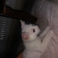 Van Kedisi, Kedi  ismi yok fotoğrafı