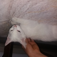 Van Kedisi, Kedi  ismi yok fotoğrafı
