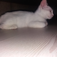 Van Kedisi, Kedi  ismi yok fotoğrafı