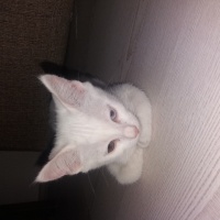 Van Kedisi, Kedi  ismi yok fotoğrafı