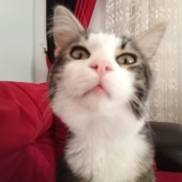 Norwegian Forest, Kedi  Mırmırcan fotoğrafı
