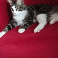 Norwegian Forest, Kedi  Mırmırcan fotoğrafı