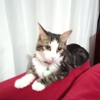 Norwegian Forest, Kedi  Mırmırcan fotoğrafı