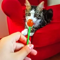 Norwegian Forest, Kedi  Mırmırcan fotoğrafı