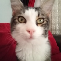 Norwegian Forest, Kedi  Mırmırcan fotoğrafı