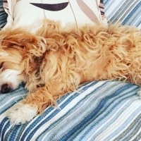 Maltese, Köpek  Tarçın fotoğrafı