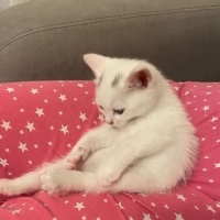 Tekir Kedi, Kedi  Şakir fotoğrafı