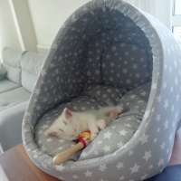 Tekir Kedi, Kedi  Şakir fotoğrafı