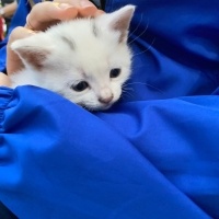 Tekir Kedi, Kedi  Şakir fotoğrafı