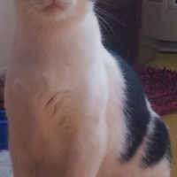 Tekir Kedi, Kedi  Sayko fotoğrafı