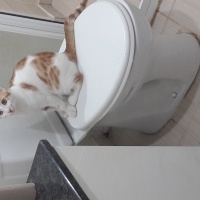 Tekir Kedi, Kedi  Poyraz fotoğrafı