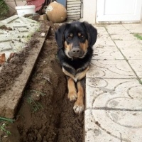 Sokö (Sokak Köpeği), Köpek  Zabuza fotoğrafı