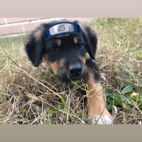 Sokö (Sokak Köpeği), Köpek  Zabuza fotoğrafı