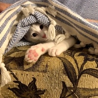 Van Kedisi, Kedi  Leo fotoğrafı