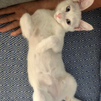 Van Kedisi, Kedi  Leo fotoğrafı
