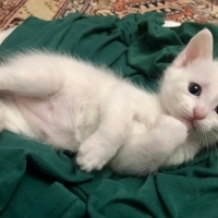 Van Kedisi, Kedi  Leo fotoğrafı