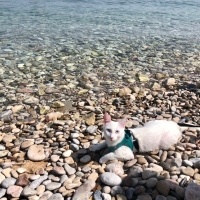 Van Kedisi, Kedi  Leo fotoğrafı