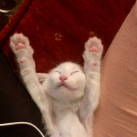 Van Kedisi, Kedi  Leo fotoğrafı