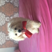 Maltese, Köpek  Ares fotoğrafı