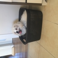 Maltese, Köpek  Ares fotoğrafı