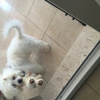 Maltese, Köpek  Ares fotoğrafı