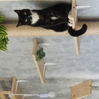 Tekir Kedi, Kedi  Luna fotoğrafı