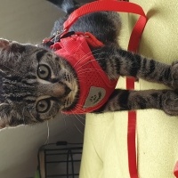 Tekir Kedi, Kedi  Miya fotoğrafı