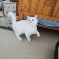 British Shorthair, Kedi  Pamuk fotoğrafı