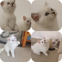 British Shorthair, Kedi  Pamuk fotoğrafı