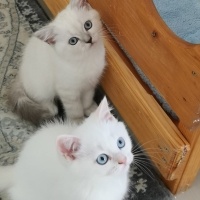 British Shorthair, Kedi  Pamuk fotoğrafı