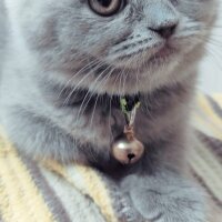 Scottish Fold, Kedi  Bella fotoğrafı