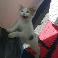 Tekir Kedi, Kedi  Boncuk fotoğrafı