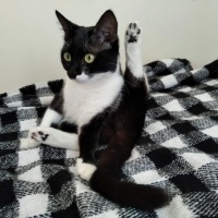 Tuxedo (Smokin) Kedi, Kedi  Android Lavi fotoğrafı
