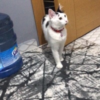 Tekir Kedi, Kedi  TEKİR KEDİ ERKEK BONCUK fotoğrafı