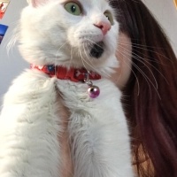 Tekir Kedi, Kedi  TEKİR KEDİ ERKEK BONCUK fotoğrafı